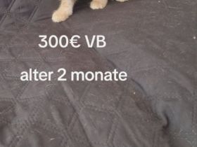 4x wunderschönes Katzen 2 männlich 2 weiblich sehr süß