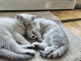 2 Britisch Kurzhaar Katzen je 500 VB