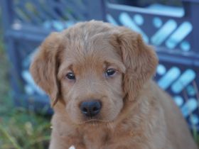 Wunderschöne Labradoodle Babys in Medium mit Papiere?