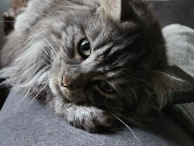 2 Maine Coon Katzen abzugeben