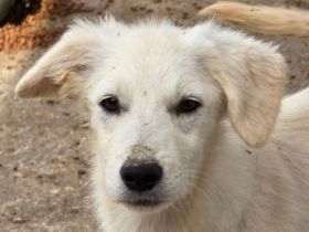Betty, fröhliche, aufgeweckte Junghündin möchte gern das Tierheim eintauschen, 7M, 35cm