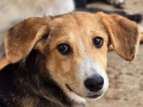 Molly, anhängliche, verkuschelte Junghündin sucht ein fürsorgliches Zuhause, 6M, 35cm