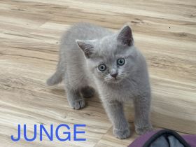 Wunderschöne Britisch Kurzhaar (BKH) Kitten suchen ein liebevolles zu Hause