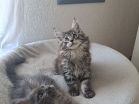 Maine Coon Kitten
