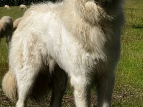 PyrenäenBerghund Welpen