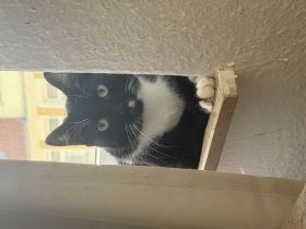 2 Europäische Kurzhaarkater suchen Zuhause