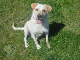 SAM, Labrador/Terrier Mix (kastriert) SGB 625,00 €