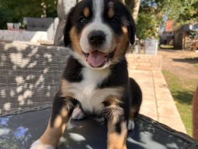 Großer Schweizer Sennenhund 3 Rüden frei