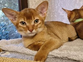 Abessinier Kitten aus seriöser Zucht