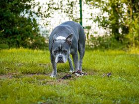 Bulldogge  Alternativ