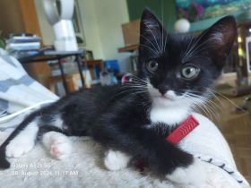 2 zuckersüße Geschwister-Kitten in 3 Wochen abzugeben