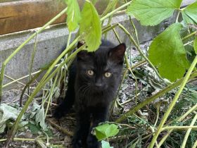 Katzenkinder suchen fürsorgliches Zuhause ab September