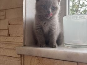 4 BKH Kitten