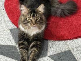 🐾 Maine-Coon-Deckkater XXL Milo sucht Katzendame 🐾