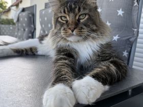 🐾 Maine-Coon Milo - Papa von 5 kitten 🐾