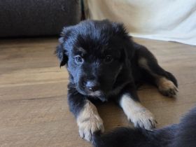 Aussidor-Bernersennen-Appenzeller-Mix-Welpen