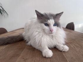 Reinrassiger Ragdoll Deckkater erfahren