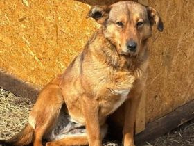 Peanut sucht ein ruhiges Zuhause