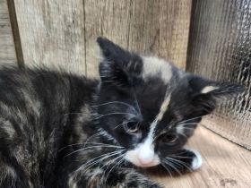 1 süße Schildplatt Kitten abzugeben