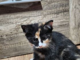 2 süße Schildplatt Kitten abzugeben