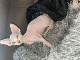 Sphinx kitten
