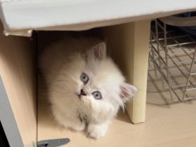 Snow sucht ein neues Zuhause: junge Birma Mix Katze mit blauen Augen