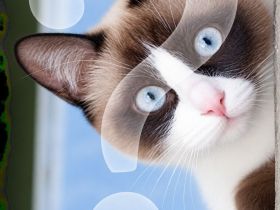 ❤️ Wir suchen unsere ganz besondere Samtpfote – vielleicht bist genau DU unsere Katze fürs Leben? ❤️