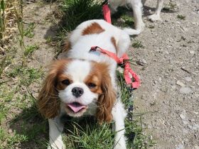 Cavalier King Charles Mädchen 1,5 Jahre alt