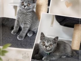 BKH Kitten