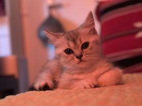 🐾 Süße BKH x Perser Kitten in Berlin – Reservierung möglich! 🐾