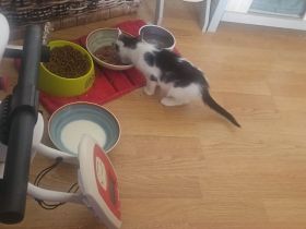 1 Katzenkind 12 Wochen alt heißt Lucy