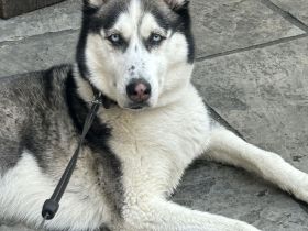 Sibirische Husky