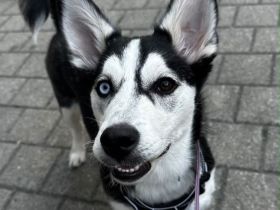 🐾 Wunderschöne Husky\-Dackel\-Mix\-Hündin, 7 Monate – liebevolles Zuhause gesucht