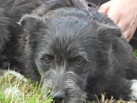 Zuhause gesucht für Belinda