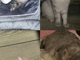 🐱 BKH-Mutter & Sohn suchen gemeinsam ein liebevolles Zuhause ❤️