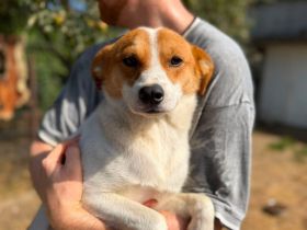 Herzenshund Basko sucht seine Menschen