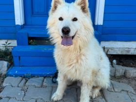 Samojedenrüde Fips