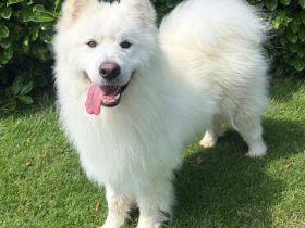 Samojedenrüde Ludo