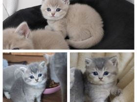 BKH Kitten Blue Golden