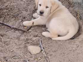 Blonde labrador welpen