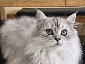 BKH / Perser Katerchen mit wunderschönen grünen Augen - Abholung ab sofort