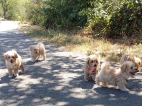 Poochon Bichon frise/ Toypudel