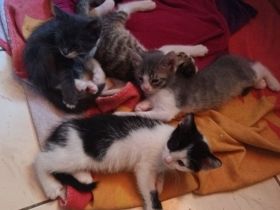 4 süße kitten suchen ein liebevolles Zuhause