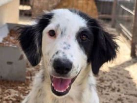 Lotty liebt das Leben und sucht nun liebe Menschen, 5M, 35 cm