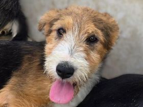 Netty, süße, liebe Welpin, die aktiv den Menschen sucht, wünscht sich so sehr ein Zuhause, 5M, 35 cm
