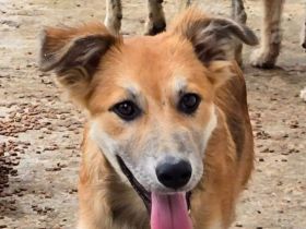 Sandy, eine besonders offene, neugierige und lebensfrohe junge Hündin, 5M, 35cm