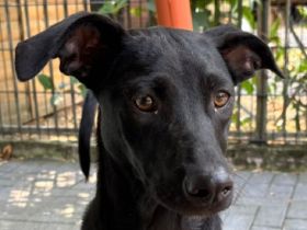 Shadow, super-verschmuster Hundejunge sucht menschlichen Counterpart, 8M, 49cm