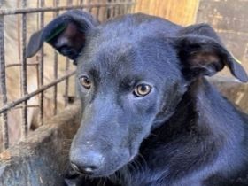 Shadow, super-verschmuster Hundejunge sucht menschlichen Counterpart, 8M, 40cm