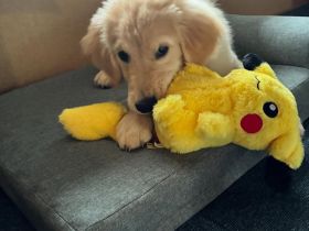 Golden Retriever sucht ihr Für-immer-Zuhause
