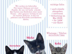 Maikitten in liebevolle Hände abzugeben